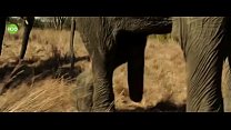 Elephant party 2016 Konulu Porno